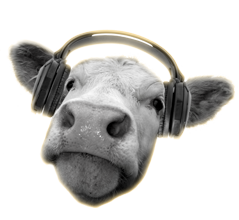 Cow wearing headphones